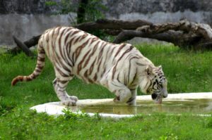 tiger chhatbir zoo